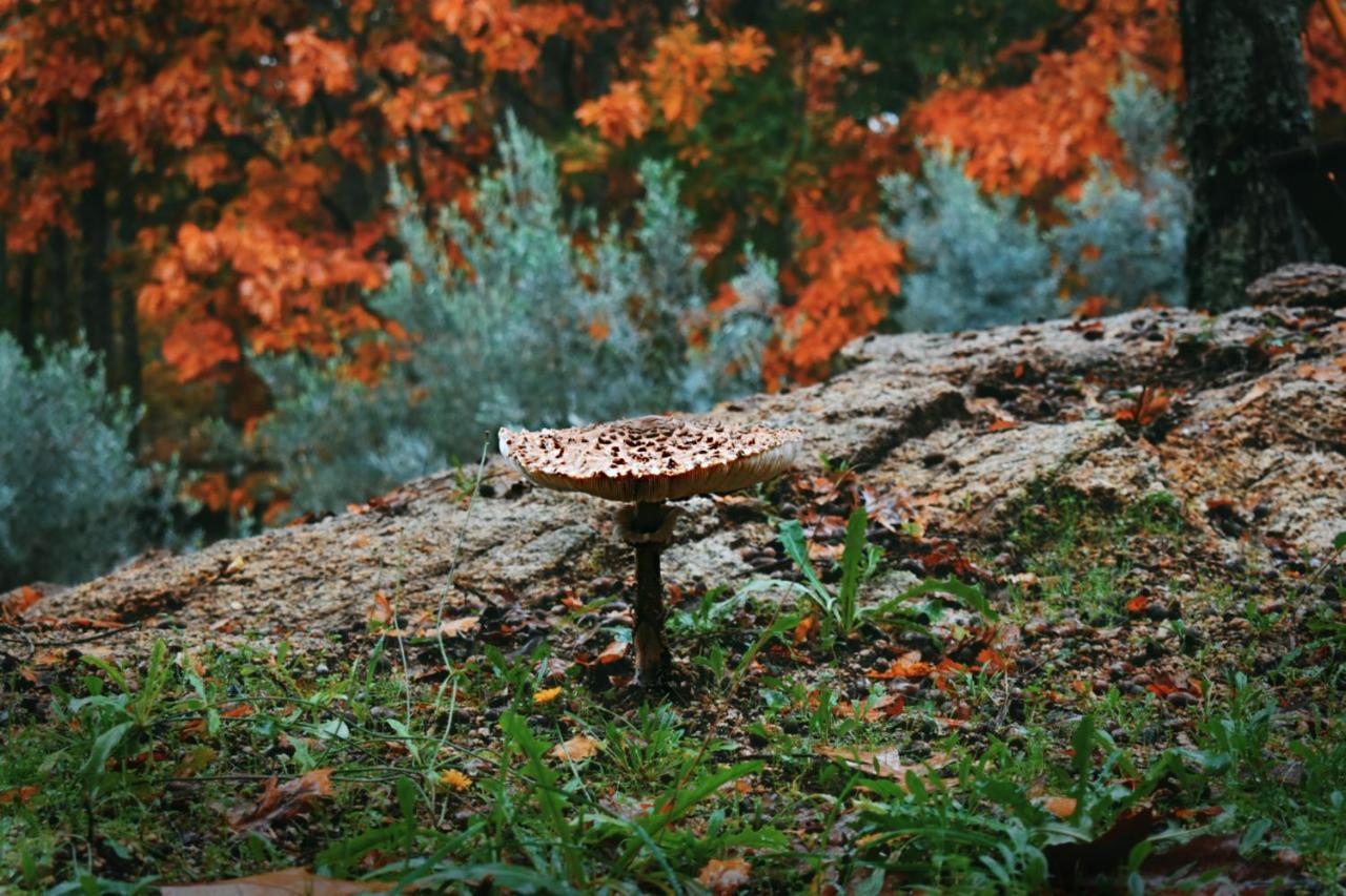 Quinta Das Fontes - Alojamento Rustico Local E Turismo Rural 사오페드로도술 외부 사진