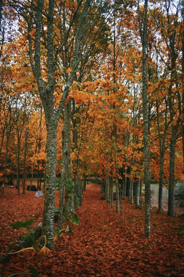 Quinta Das Fontes - Alojamento Rustico Local E Turismo Rural 사오페드로도술 외부 사진