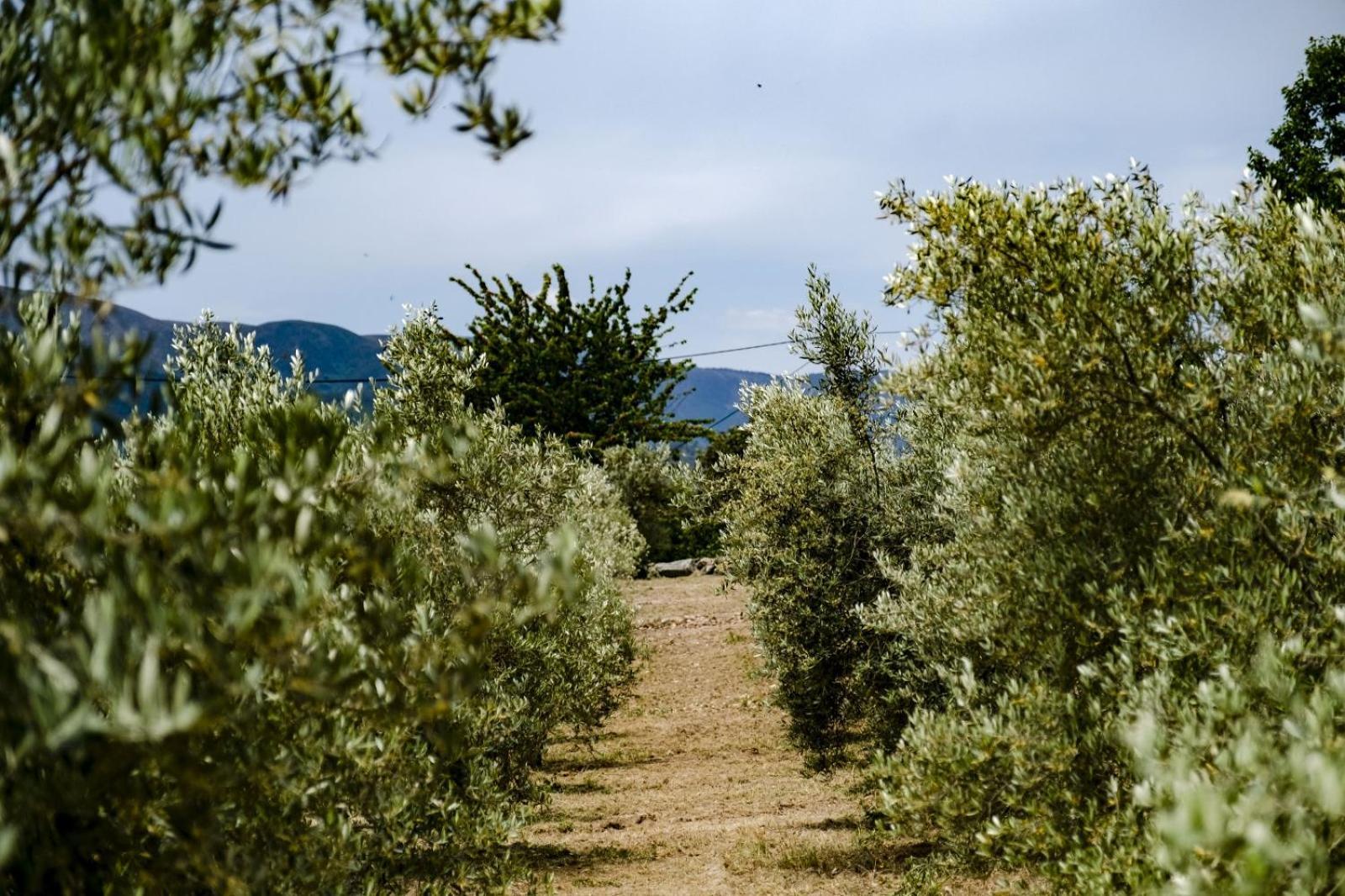 Quinta Das Fontes - Alojamento Rustico Local E Turismo Rural 사오페드로도술 외부 사진